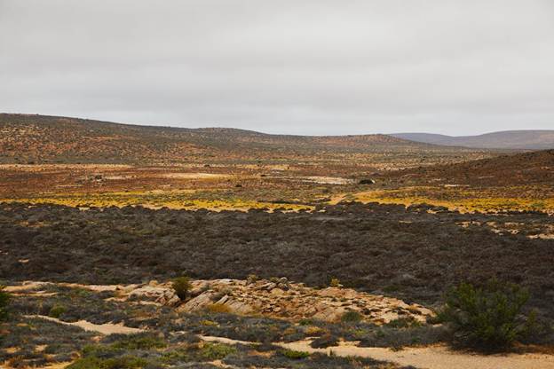 A landscape with a field of bushes and hills