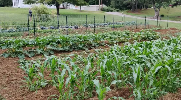 Vegetable garden - Little Row Farms - Contact Us