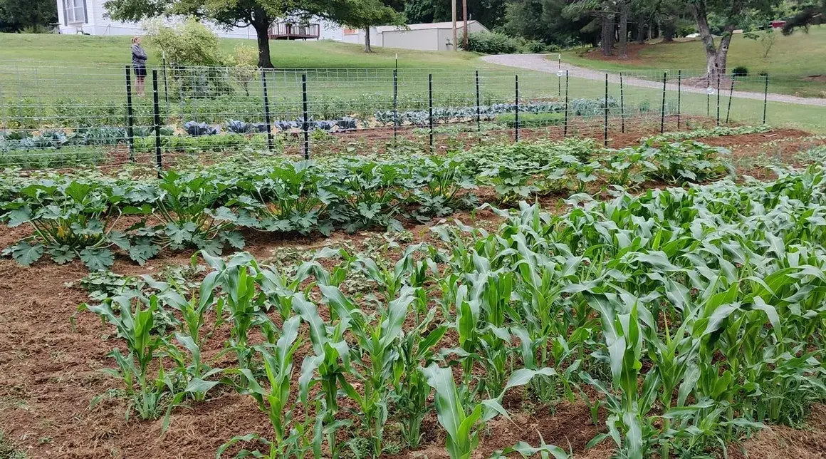 Vegetable garden - Little Row Farms - Contact Us