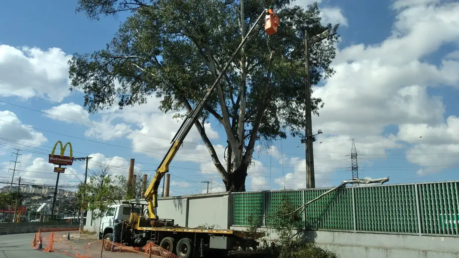 Poda técnica em altura com a equipe Regga