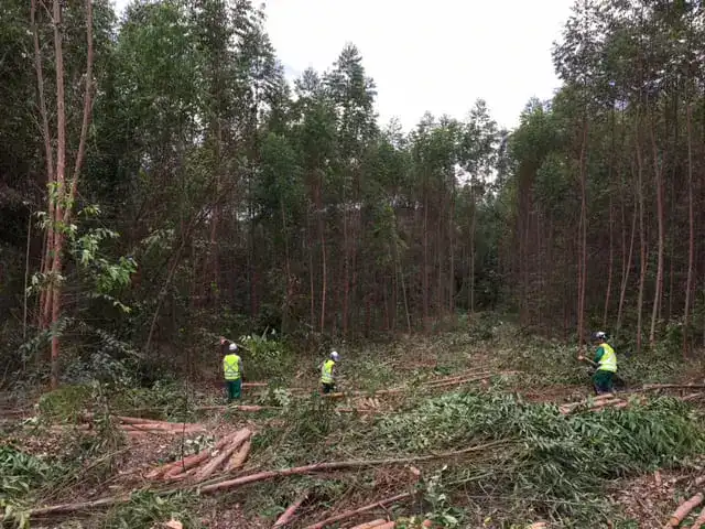 Inventário florestal realizado pela equipe Regga