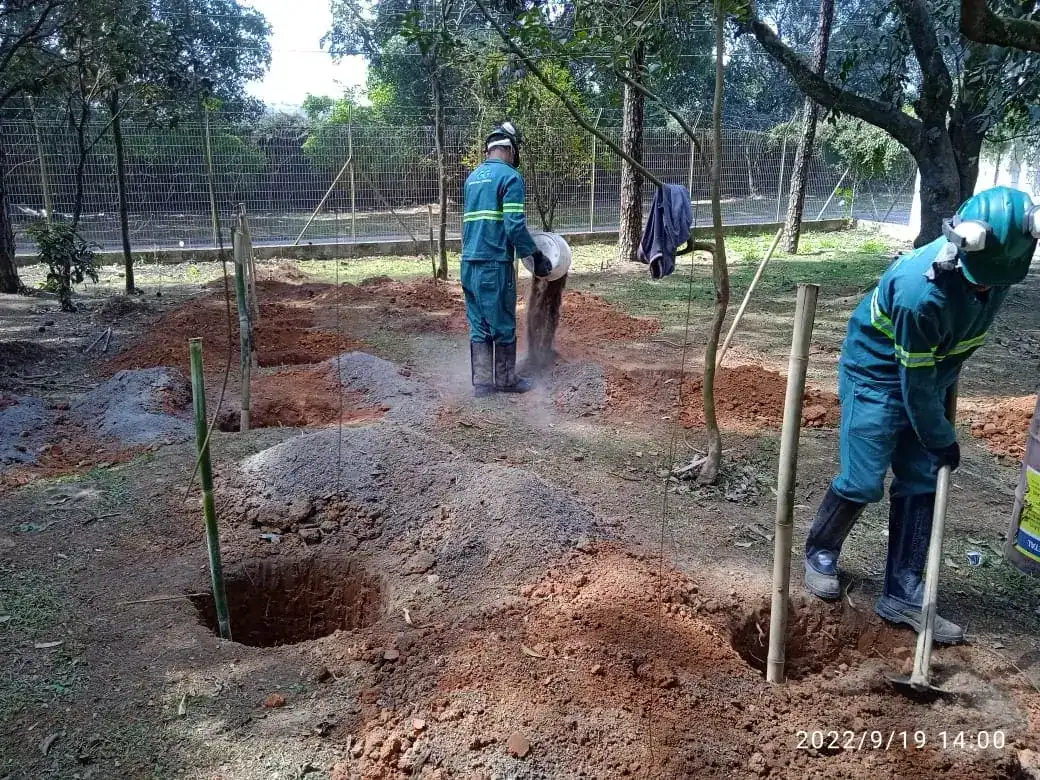 Transplantio de árvore de grande porte com guindaste e equipe Regga