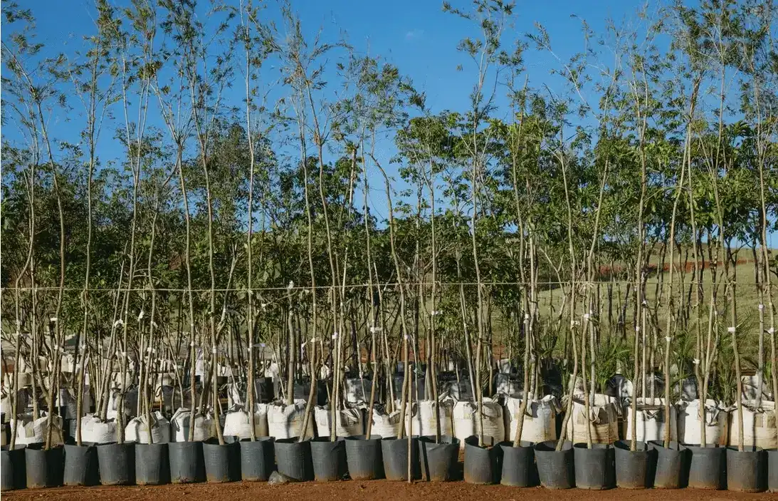 Arborização urbana / transplantio em execução pela Regga