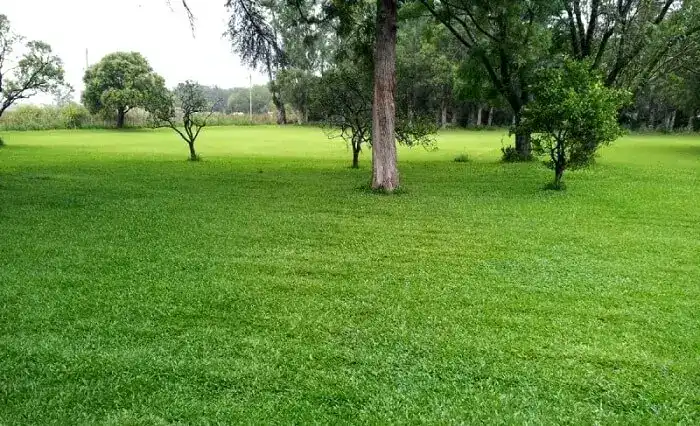 Loteamento com grama plantada