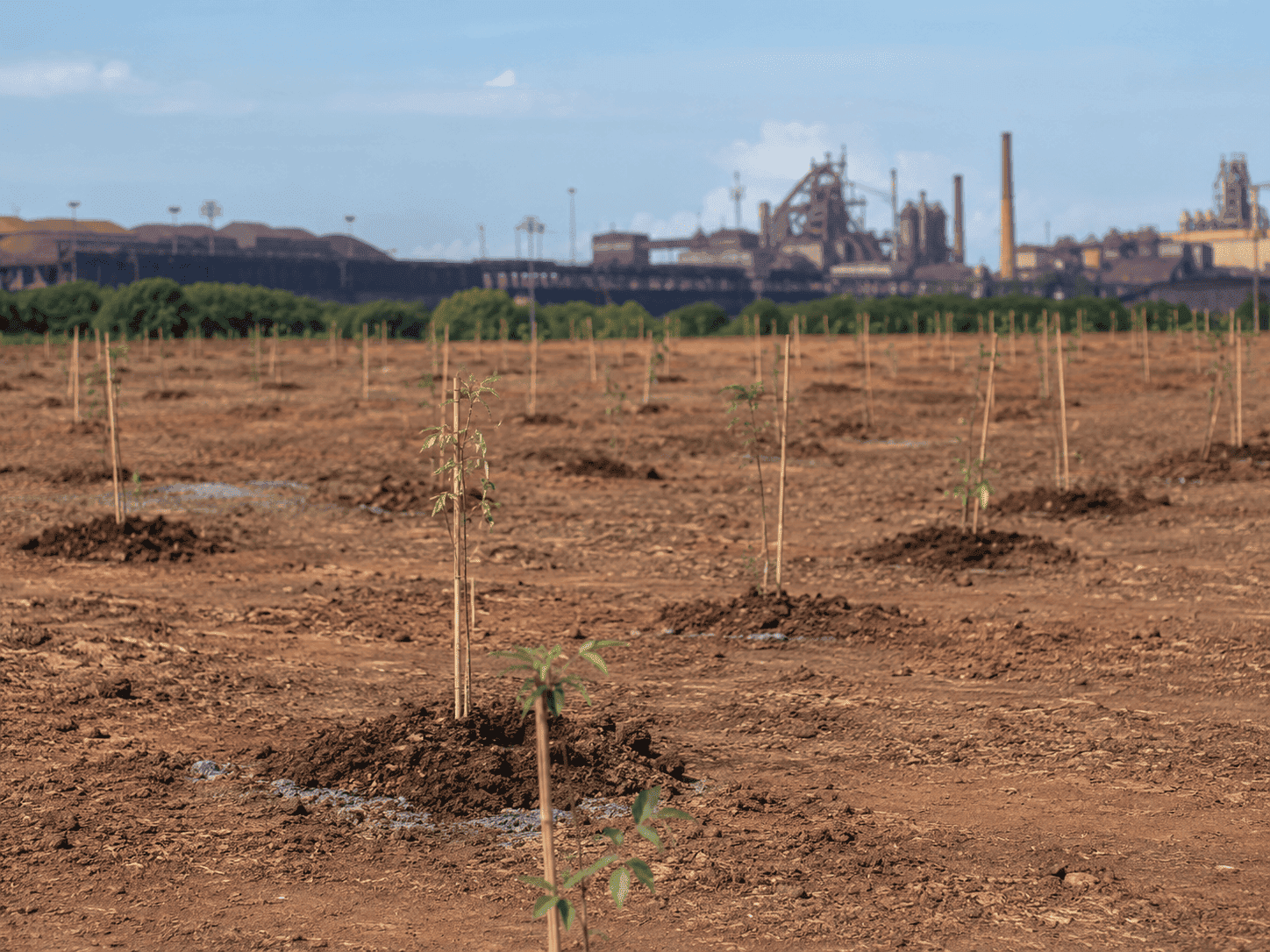 Execução de PRAD em área industrial com plantio de mudas nativas