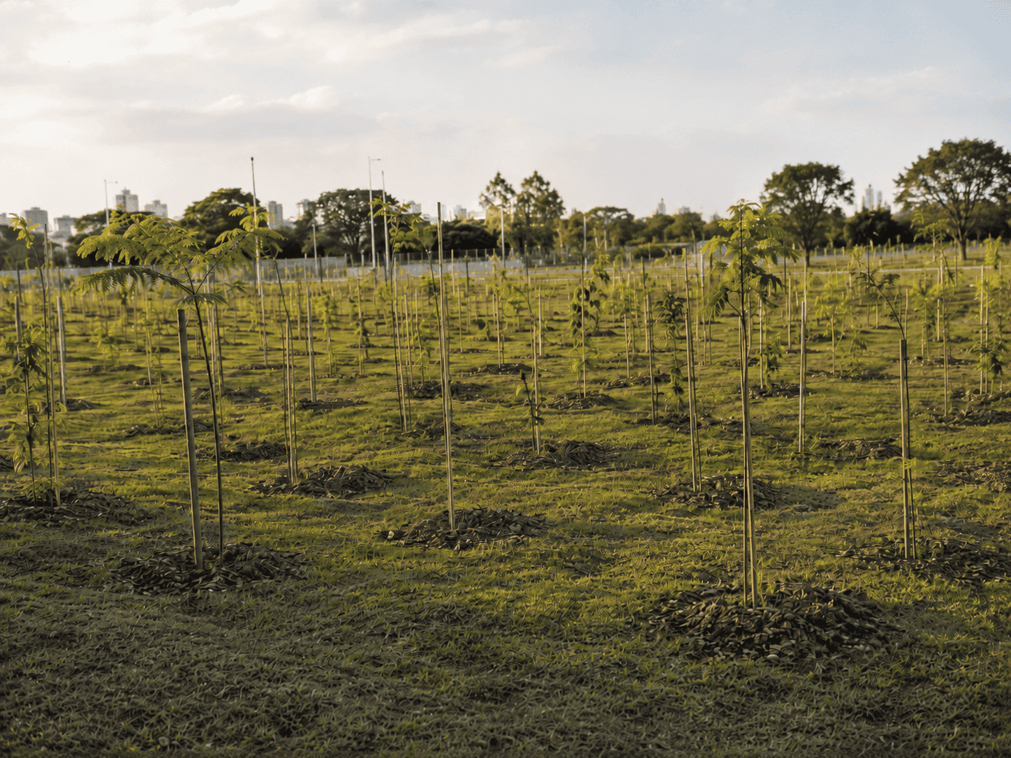 Plantio compensatório de mudas nativas em área verde urbana