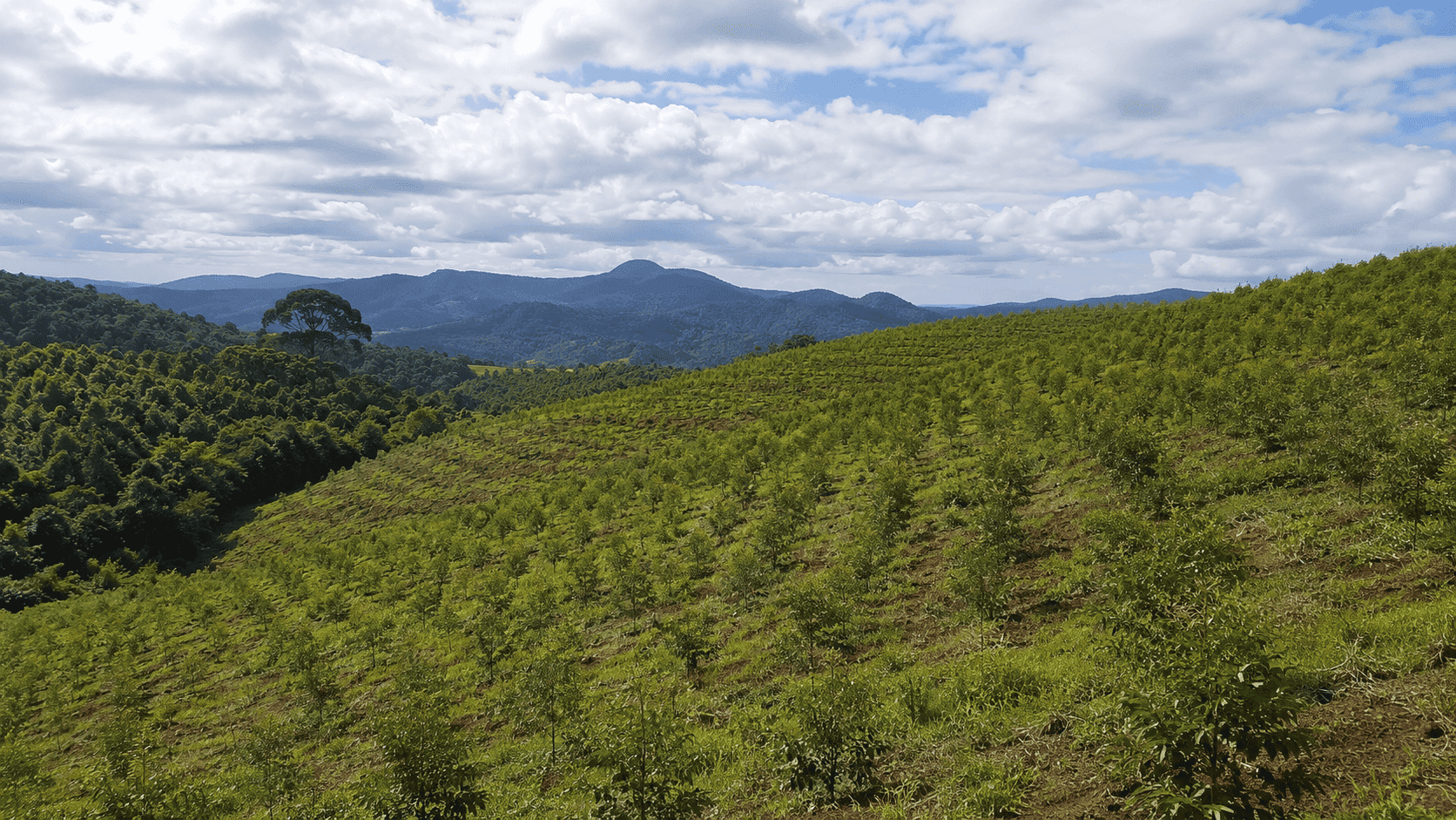 Área reflorestada pela Regga com mudas nativas em linhas regulares