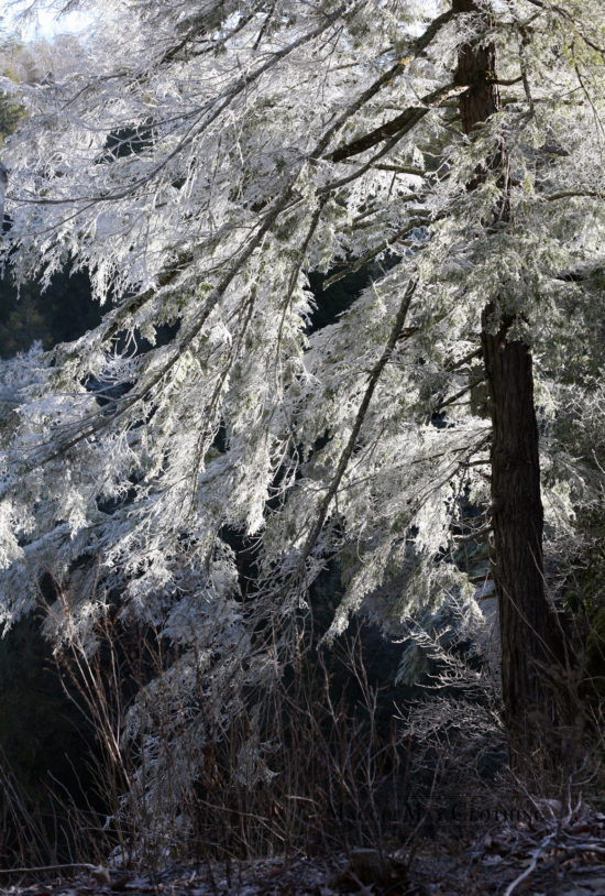 Fall Creek Falls Frost