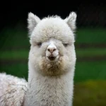 Llamas and Alpacas: Spot the Differences in your Cusco Tour