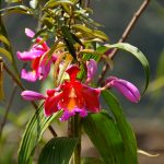 Machu Picchu Orchids: The Hidden Gems of the Inca Sanctuary
