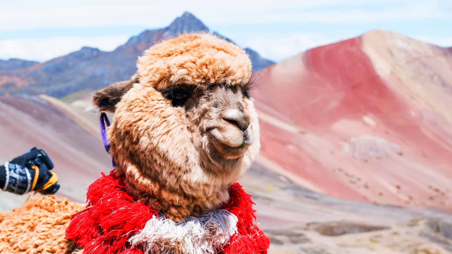 Llamas grazing near Rainbow Mountain - magical cusco travel