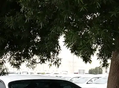 1996 Toyota Supra Premium 6 Cylinders Engine White Black Sports Car