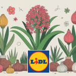 illustration bulbes jacinthe lidl jardin promotion