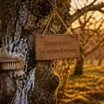 quand traiter les arbres fruitiers verger ancien badigeon