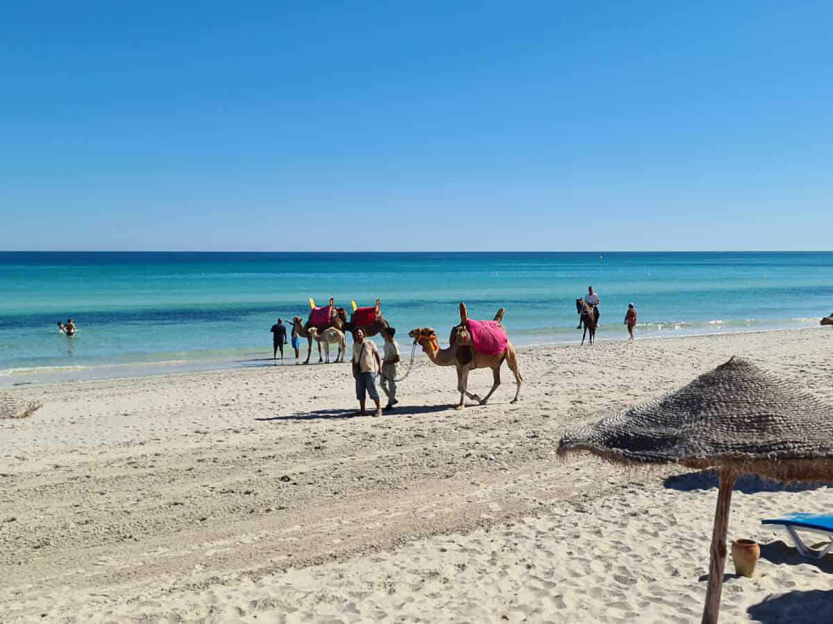 Colorful camels and tourists enjoying a beach ride on the turquoise shores of Djerba Island, one of the most popular beach destinations in Tunisia.