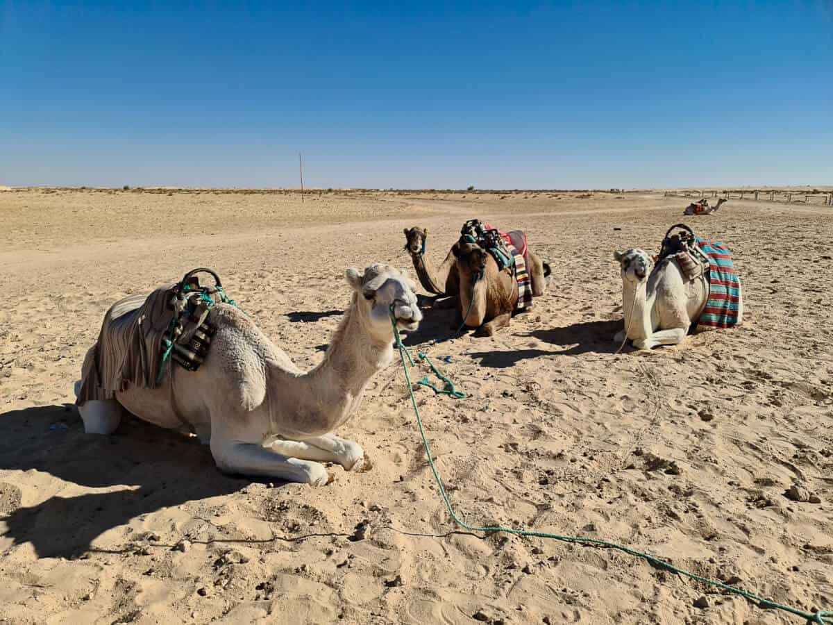 Group of camels resting in the sand under the desert sun in Douz, known as the gateway to the Sahara – one of the top desert adventure places to visit in Tunisia.