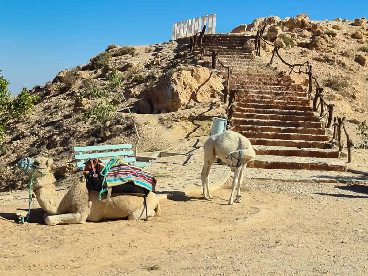 Camels resting near the stairs leading to a panoramic viewpoint in Matmata, a Berber village famous for its underground troglodyte houses and Star Wars filming locations in Tunisia.
