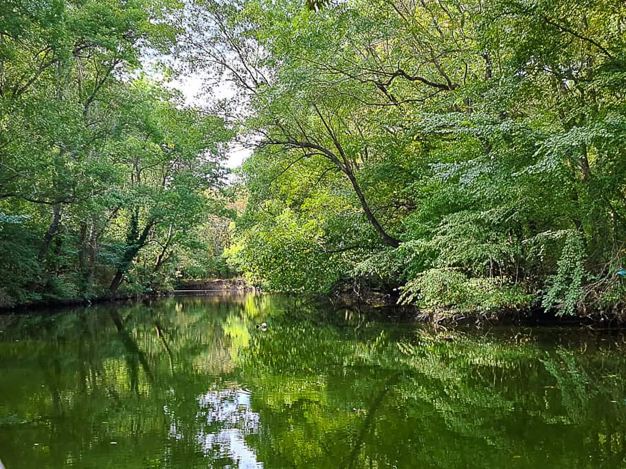 Ropotamo river gently meanders through the lush, verdant landscape of the Ropotamo Nature Reserve in Bulgaria.