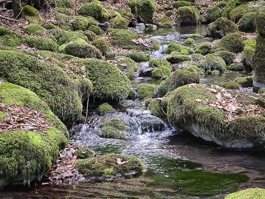 Strandzha Nature Park, one of Bulgaria's protected areas known for its rich biodiversity and unique ecosystems.