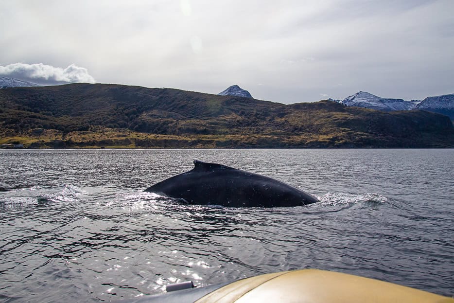A whale swimming in the Beagle Channel, with a boat in the foreground.