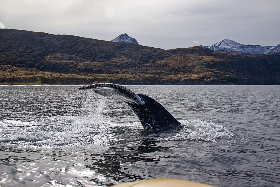 A whale's tail breaking the surface of the water in the Beagle Channel with a boat in the foreground