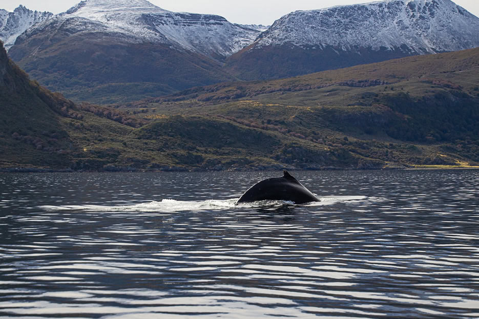 A whale swimming in the Beagle Channel, with snow-capped mountains in the background.