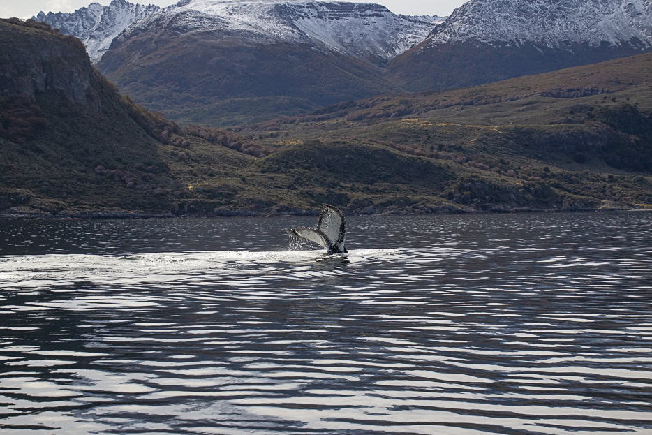 A whale's tail breaking the surface of the water in the Beagle Channel.
