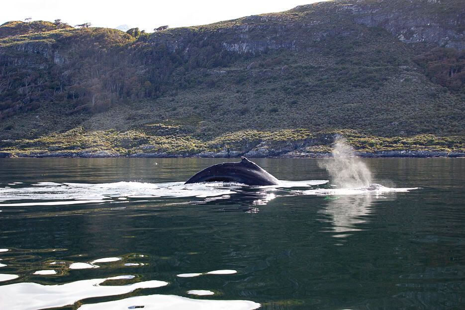 A whale swimming in the Beagle Channel, with snow-capped mountains in the background.