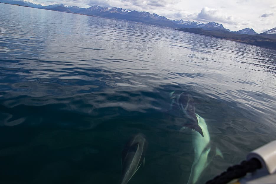 Dolphins swimming near a boat in the Beagle Channel.