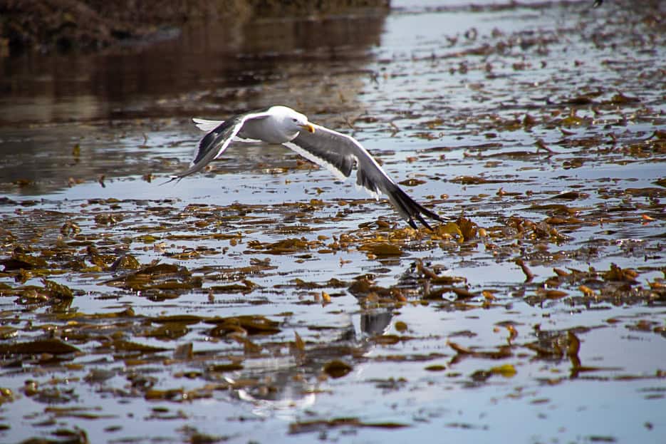 A seagull flying over a bed of kelp in the Beagle Channel.