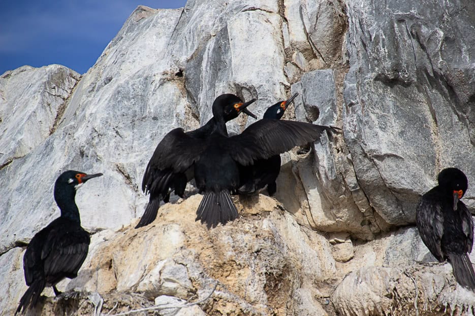 A group of black Rock Shags perched on rugged, gray rocks along the Beagle Channel, highlighting the unique birdlife seen on a Beagle Channel boat tour.