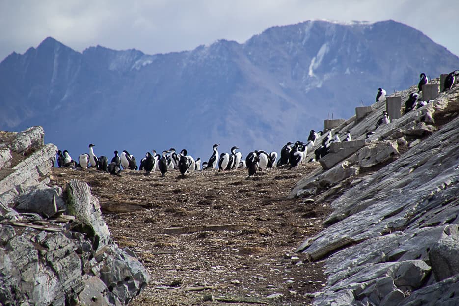 Large group of black and white Imperial Cormorants on a rocky ledge with mountainous backdrop, a popular sight on Beagle Channel tours.