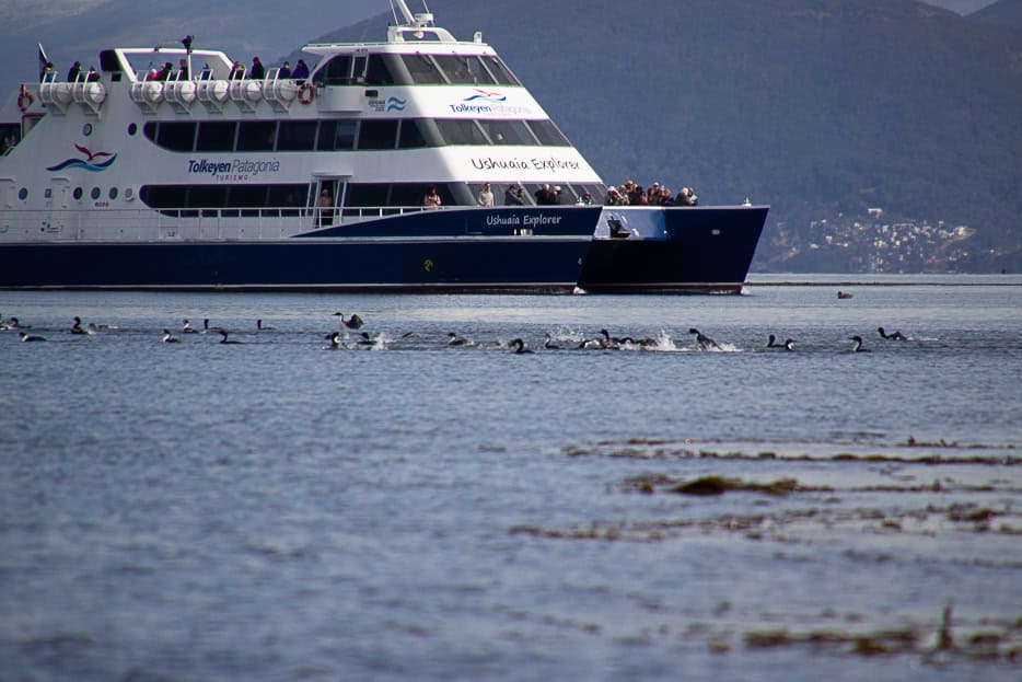 A large blue and white catamaran cruising through the Beagle Channel with birds swimming nearby, typical for Beagle Channel boat tours.