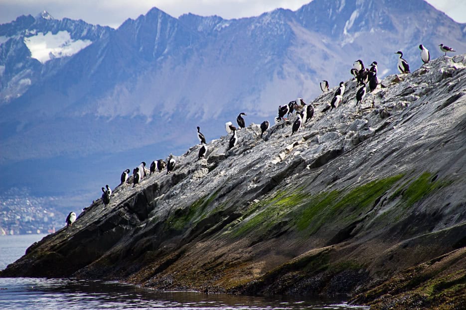 A group of cormorants on a rocky island with the majestic mountains of the Beagle Channel in the background, highlighting the wildlife experience on a Beagle Channel boat tour.