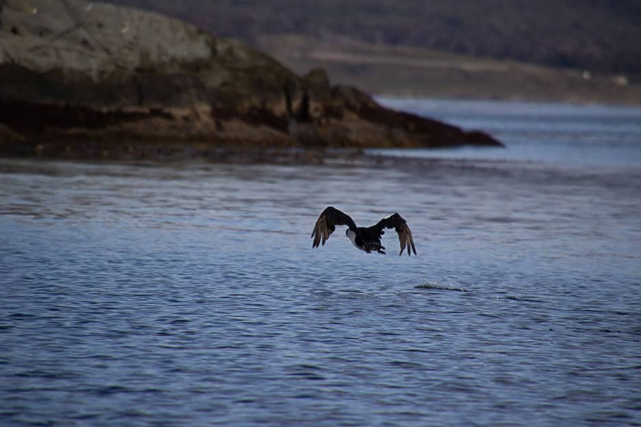 A cormorant in mid-flight over the tranquil waters of the Beagle Channel, capturing the beauty of the local avian life during a boat tour from Ushuaia.