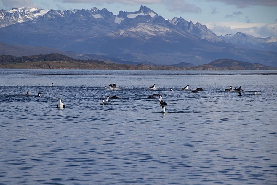 Various seabirds swimming in the Beagle Channel, showcasing the rich biodiversity that can be seen during boat tours in Ushuaia, Argentina.