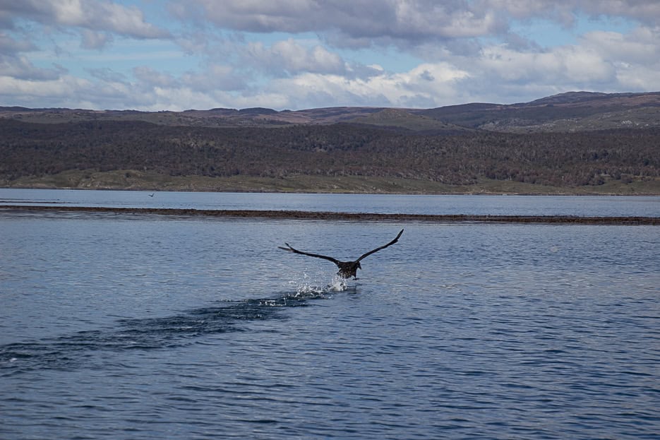A cormorant spreading its wings as it takes flight over the Beagle Channel, with rippling water and forested hills in the distance, a beautiful moment captured during a Beagle Channel tour.
