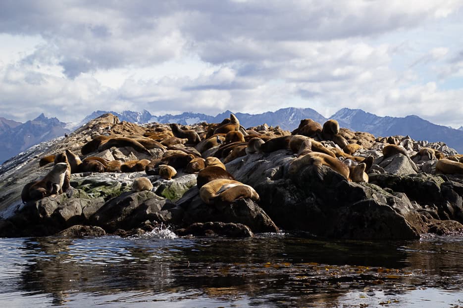 A large colony of sea lions lounging on rocky outcrops in the Beagle Channel, a highlight of wildlife watching tours in Ushuaia.
