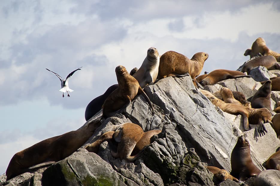 A curious sea lion looks at the camera while a seabird takes flight above a colony of sea lions on rocky outcrops, showcasing the unique wildlife experiences available on boat tours in Ushuaia, Argentina.