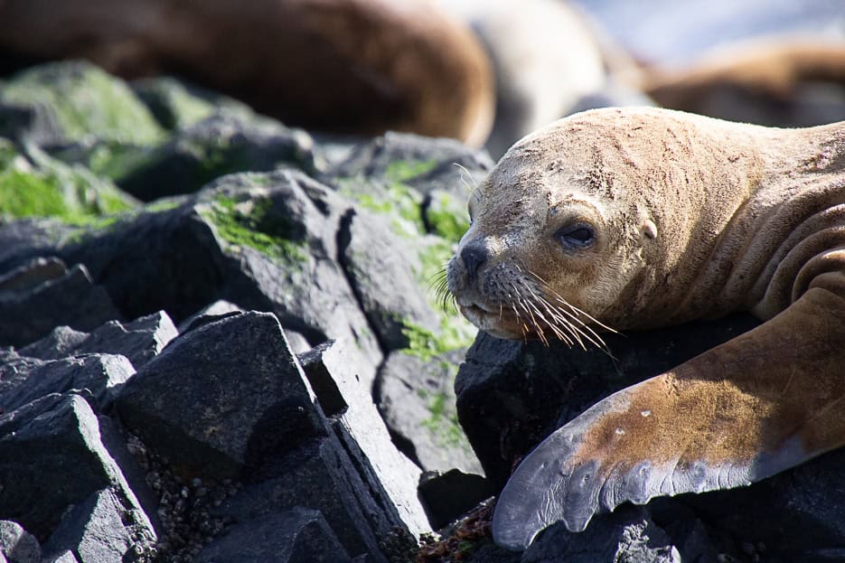 A sea lion resting on rocky terrain in the Beagle Channel, showcasing the unique wildlife experiences available during boat tours from Ushuaia, Argentina.