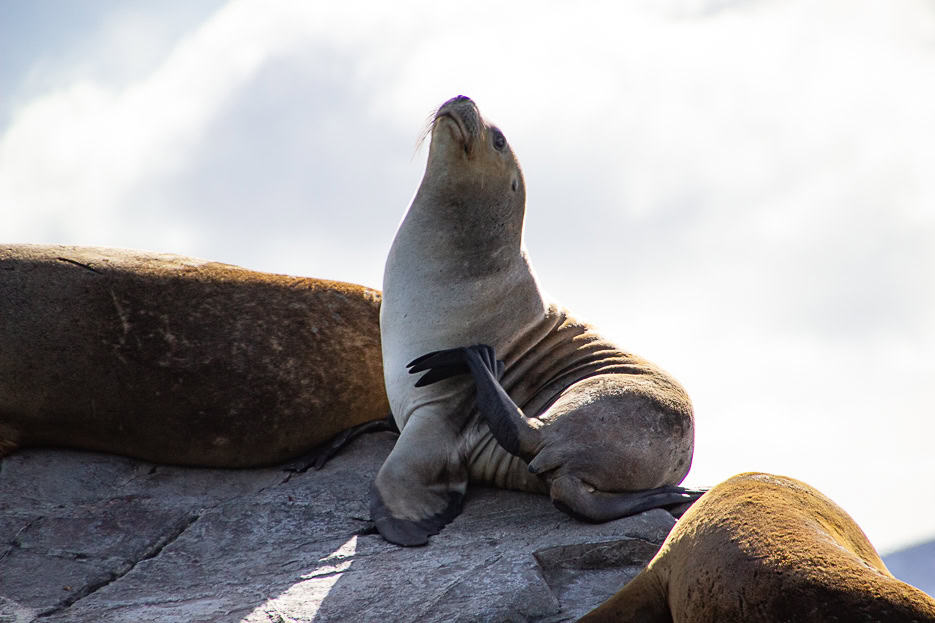A sea lion striking a pose against a backdrop of cloudy skies, highlighting the diverse marine life observed on Beagle Channel boat tours.