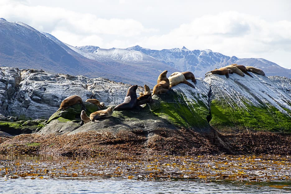 A group of sea lions lounging on rocky outcrops in the Beagle Channel