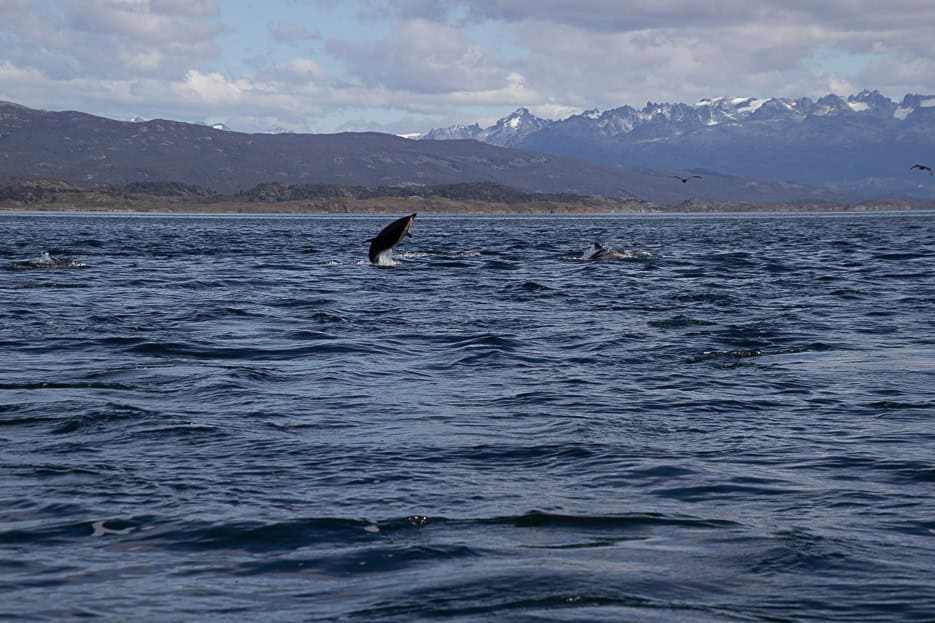A dolphin gracefully breaching the surface of the Beagle Channel, showcasing the incredible marine wildlife experiences available on boat tours from Ushuaia, Argentina.