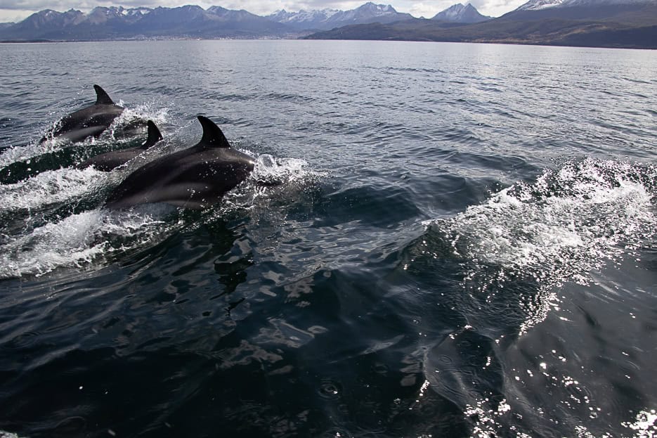 A group of dolphins surfacing in the Beagle Channel