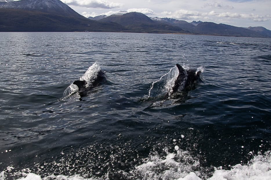 A pair of dolphins leaping from the waters of the Beagle Channel