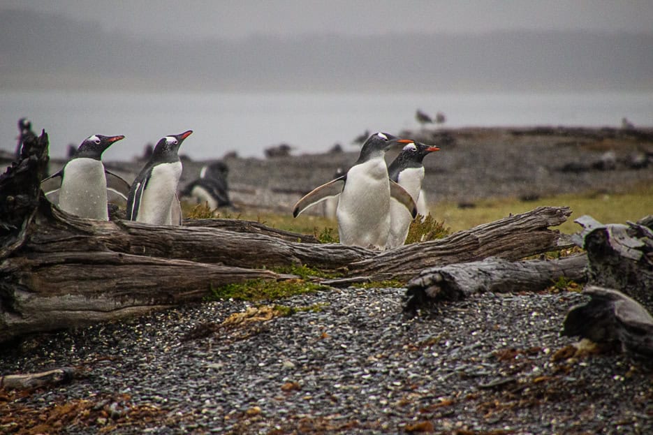 A charming group of Gentoo penguins gathered on Martillo Island in the Beagle Channel, highlighting the unique wildlife encounters available on tours in Ushuaia.