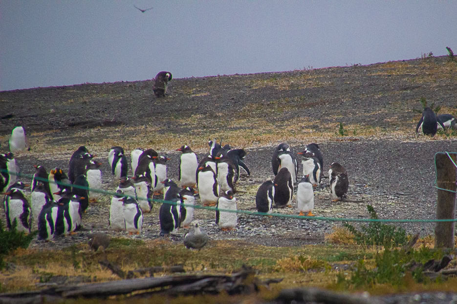 A group of Gentoo penguins gathered on a rocky shore in the Beagle Channel