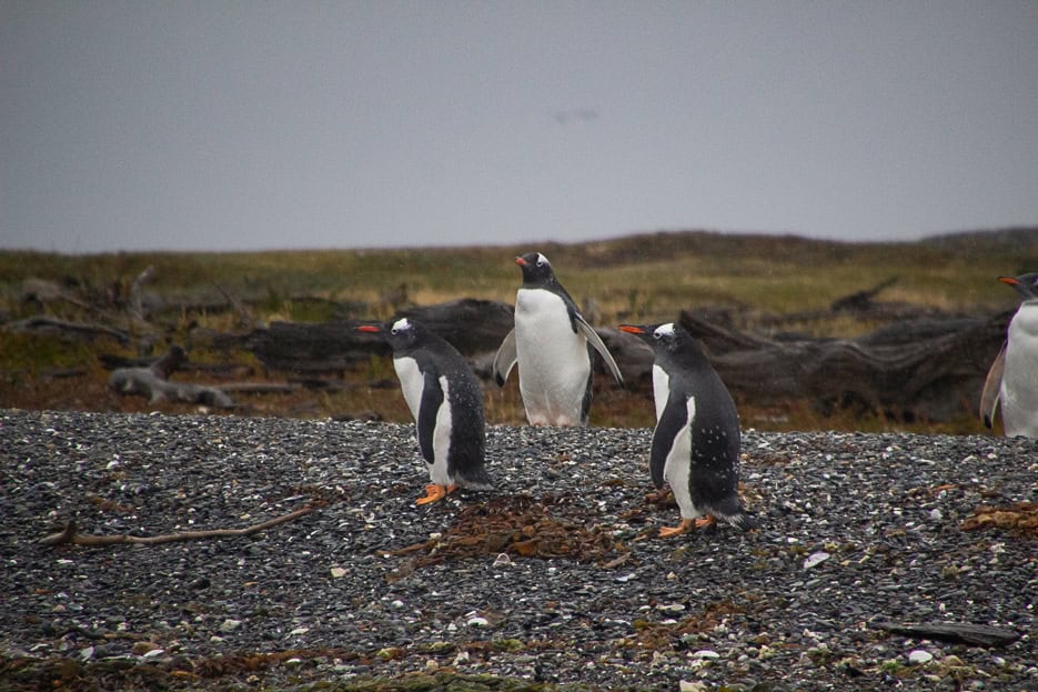 A lively group of Gentoo penguins interacting on the rocky shoreline of the Beagle Channel