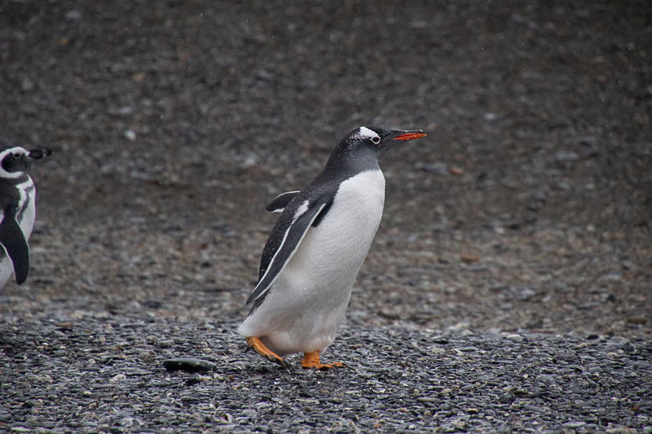 A Gentoo penguin walking confidently across the rocky beach of the Beagle Channel