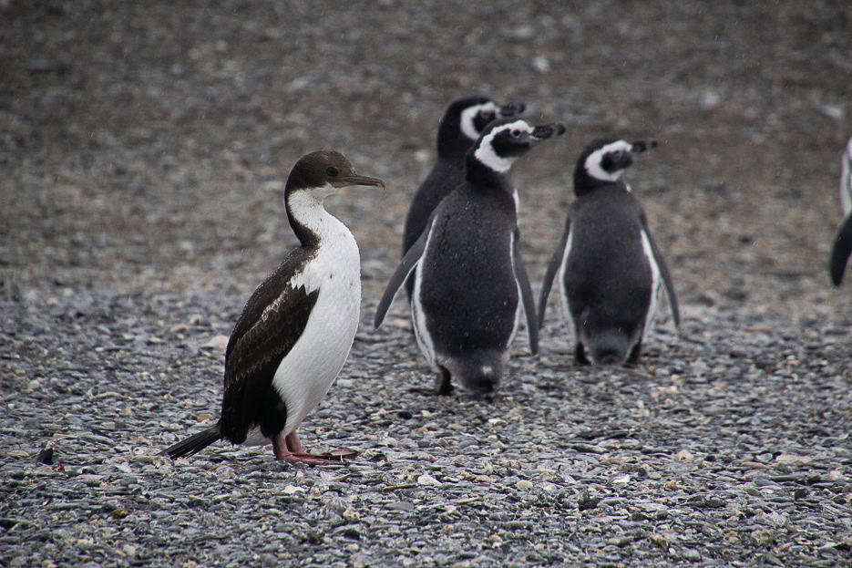 A cormorant standing beside Magellanic penguins on the rocky beach of the Beagle Channel